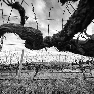 wine vineyards